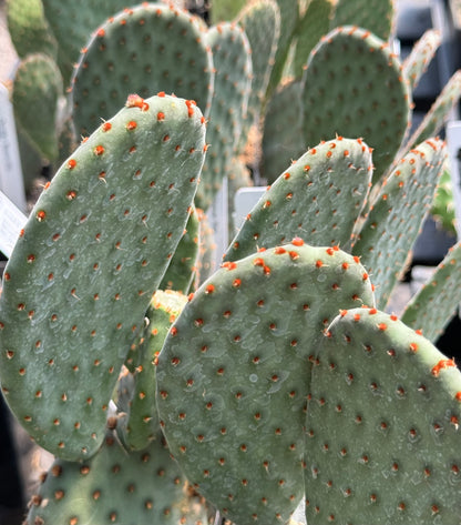 *RETAIL - Opuntia x 'Beaver Rita'