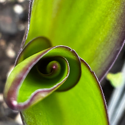 Eucomis 'Pink Gin'