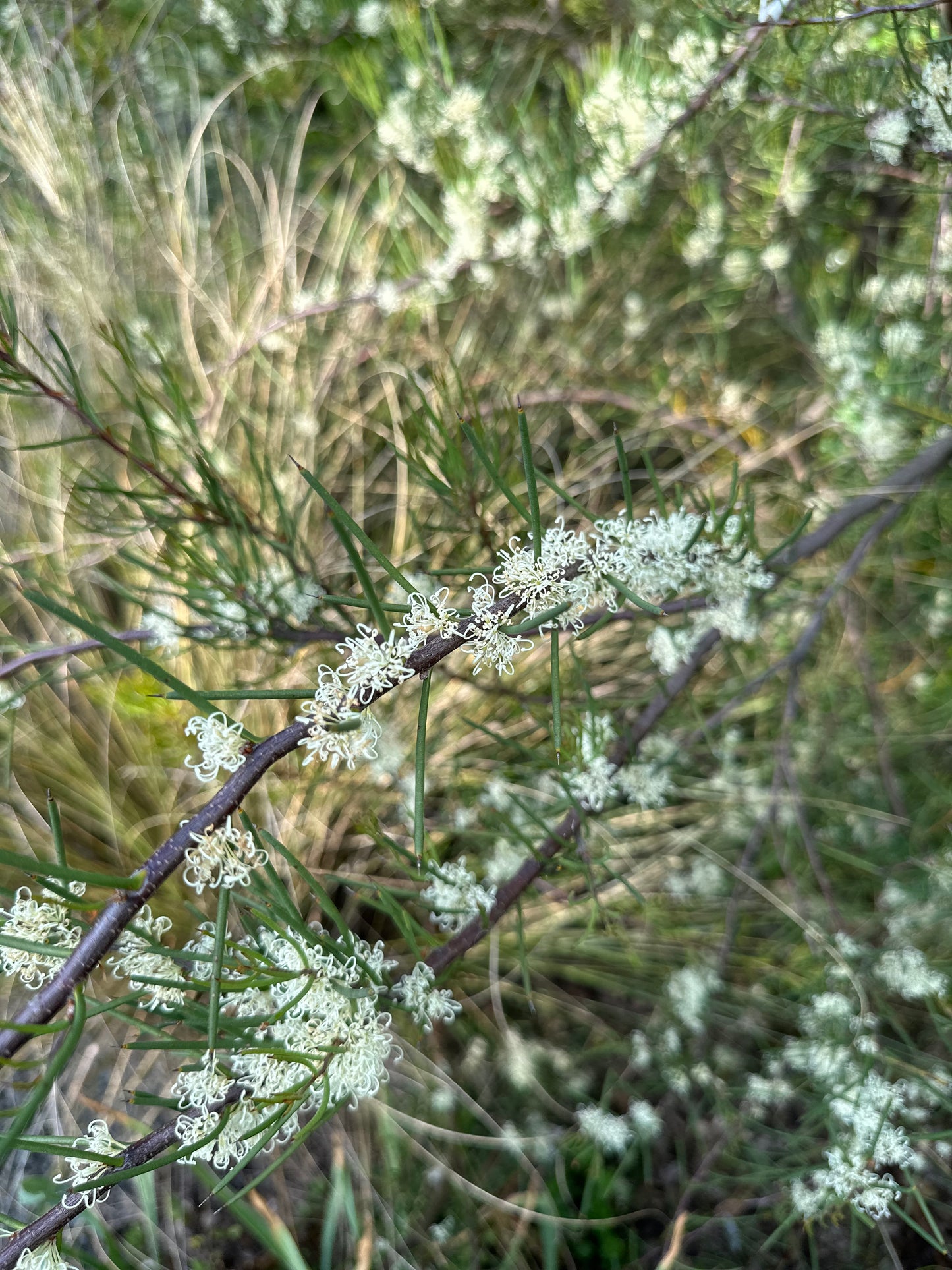 Hakea lissosperma