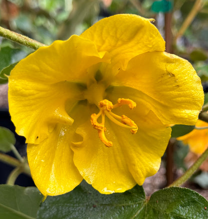 *RETAIL - Fremontodendron 'San Gabriel'