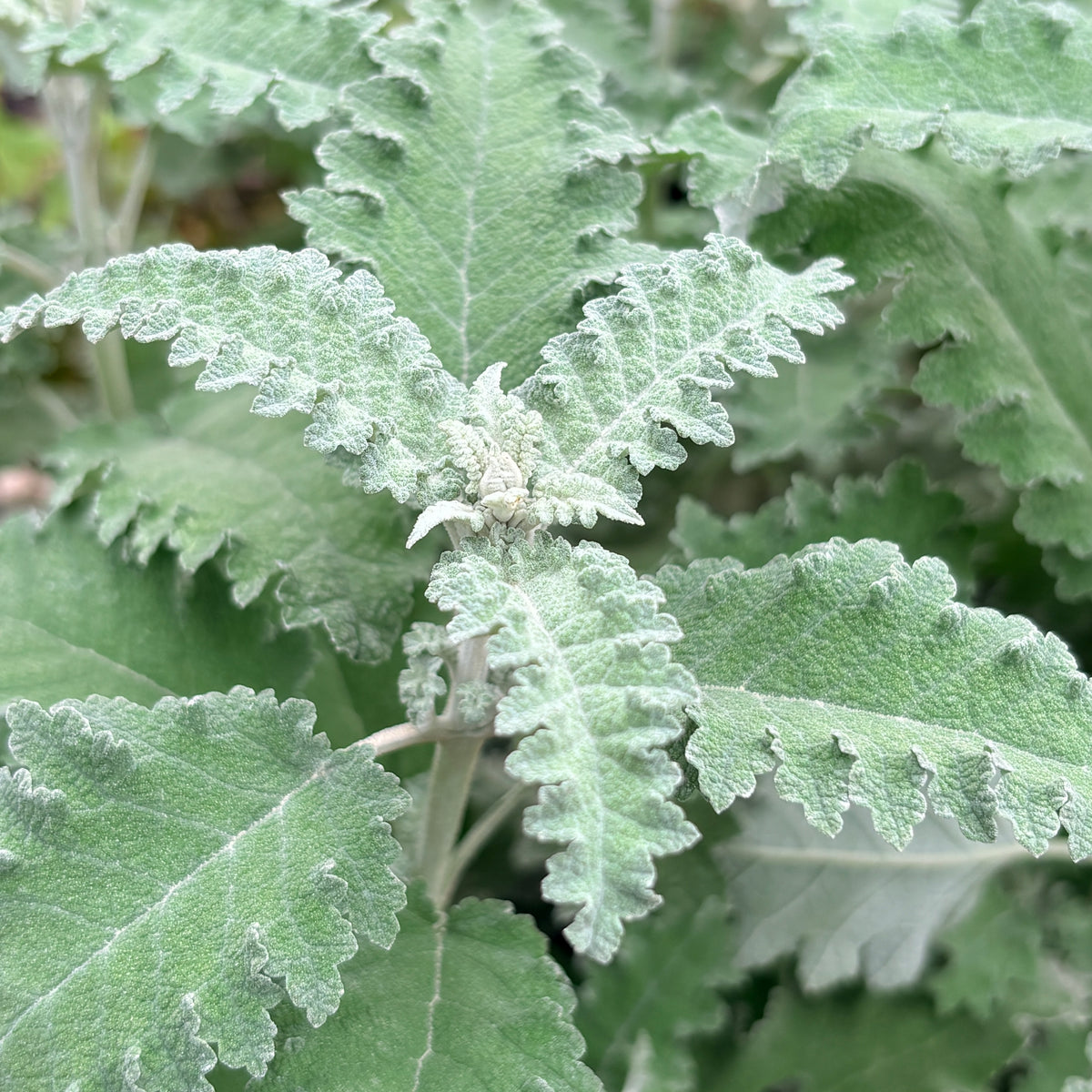 Buddleja glomerata