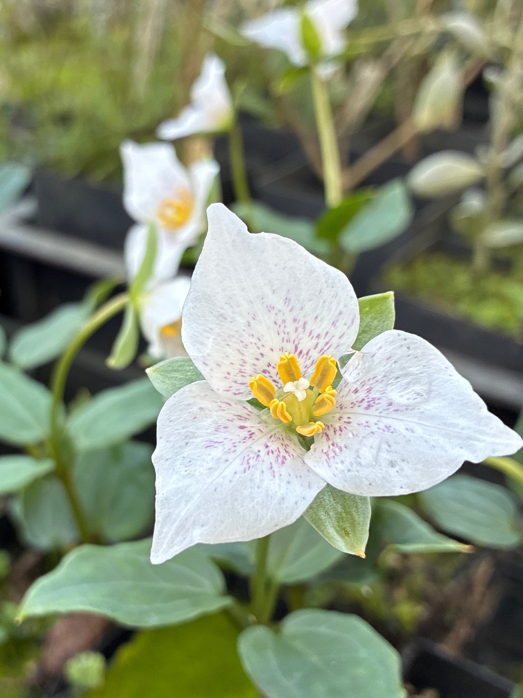 *RETAIL - Pseudotrillium rivale 'Early Furl' – Cistus Nursery