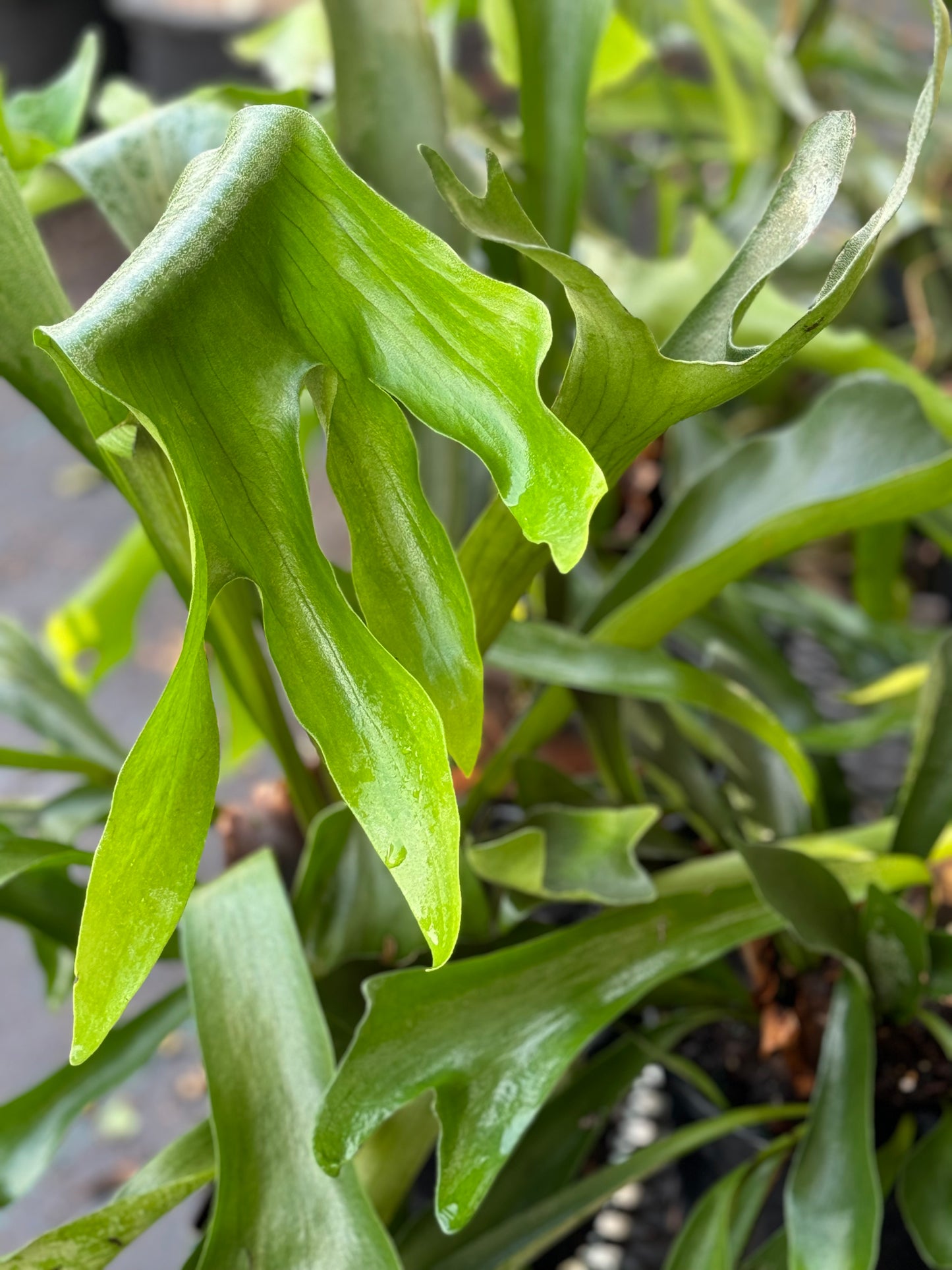 *RETAIL - Platycerium bifurcatum 'Netherlands'