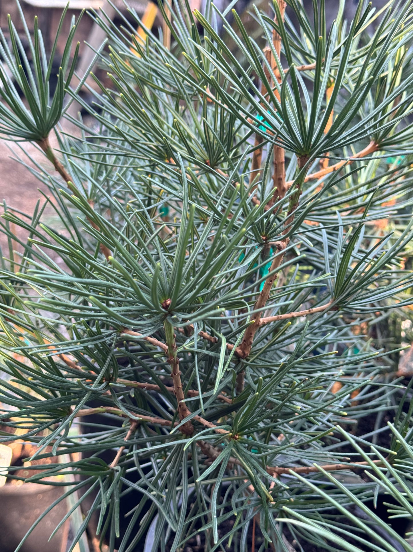 *RETAIL - Sciadopitys verticilliata