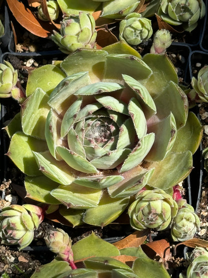 *RETAIL - Sempervivum 'Silver Tone'