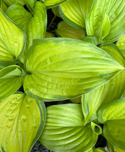 *RETAIL - Hosta 'Stained Glass'