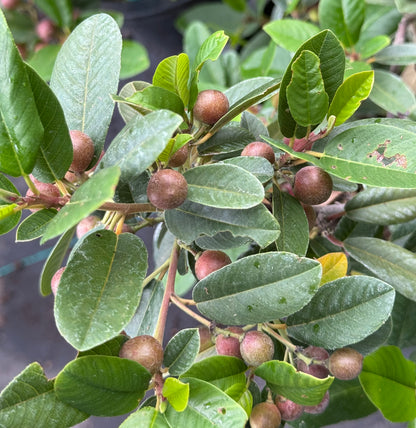 *RETAIL - Rhamnus californica 'Eve Case'