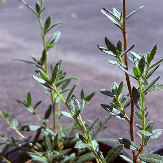 *RETAIL - Cercocarpus ledifolius