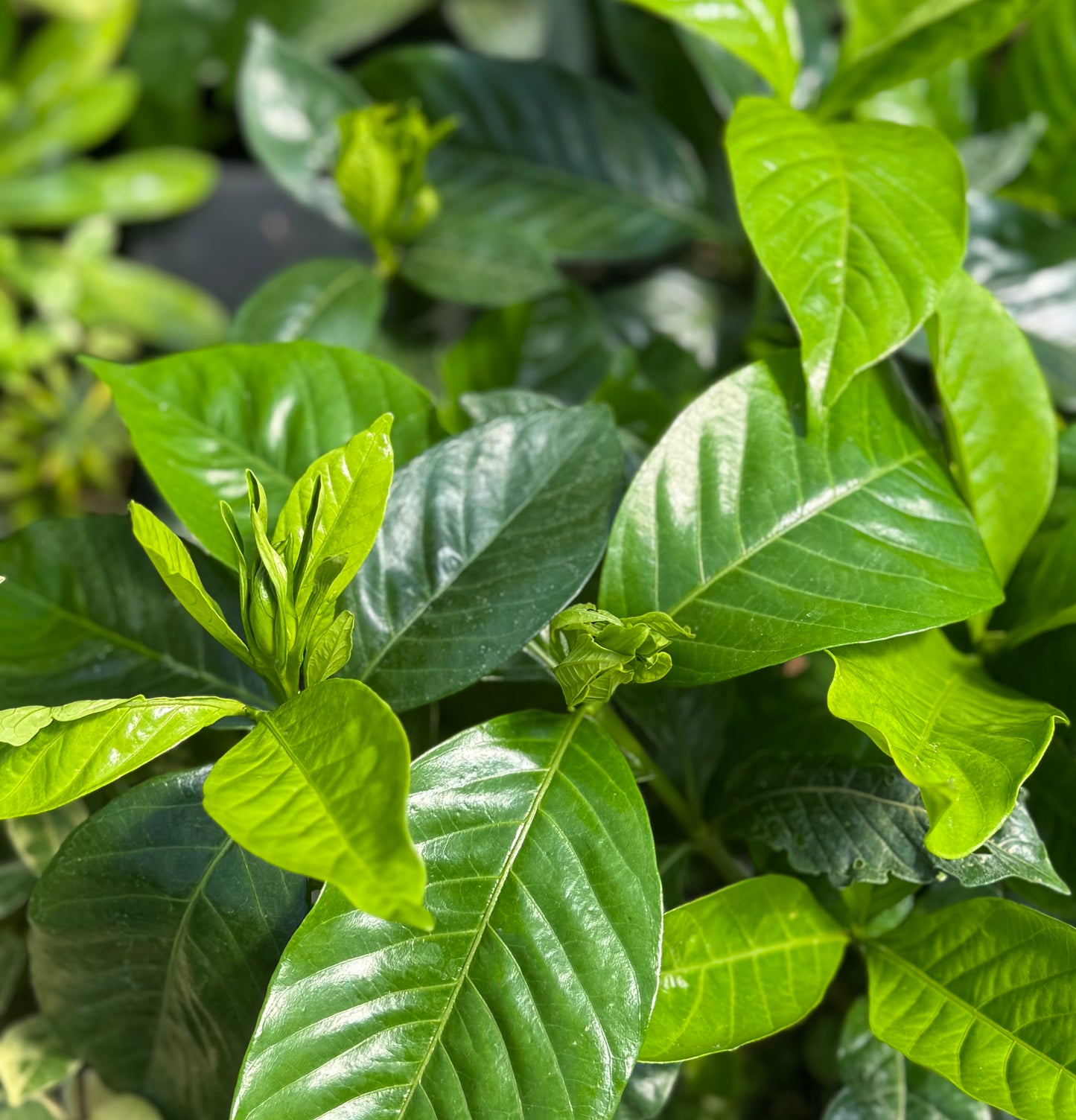 Gardenia jasminoides 'Summer Snow'