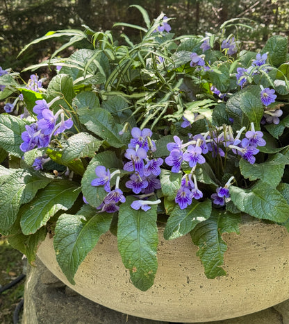 *RETAIL - Streptocarpus 'Bethan'