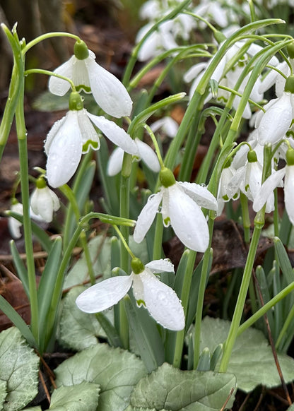 Galanthus reginae-olgae ssp. reginae-olgae
