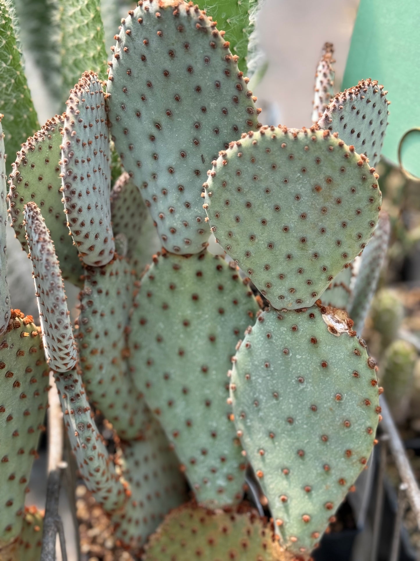 *RETAIL - Opuntia basilaris 'Sara's Compact'