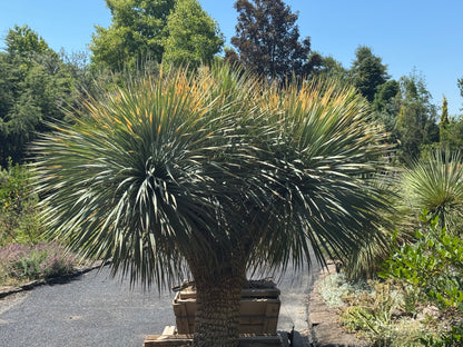 *RETAIL - Yucca rostrata - multi-trunked specimen