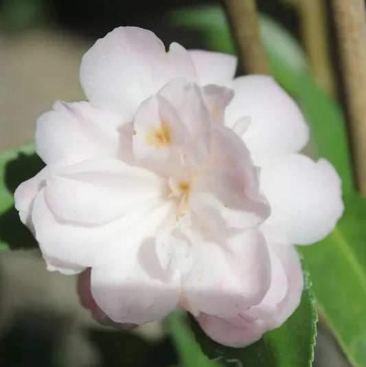 *RETAIL - Camellia 'Cinnamon Cindy'