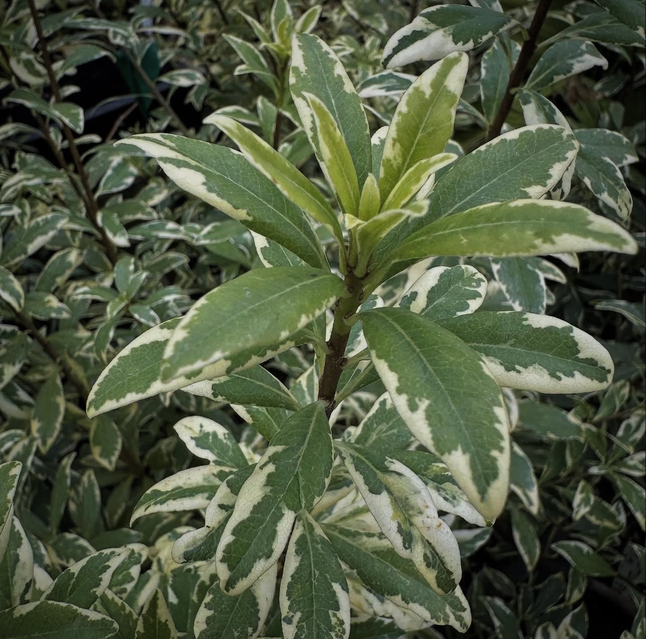 Pittosporum heterophyllum 'Starblazer’