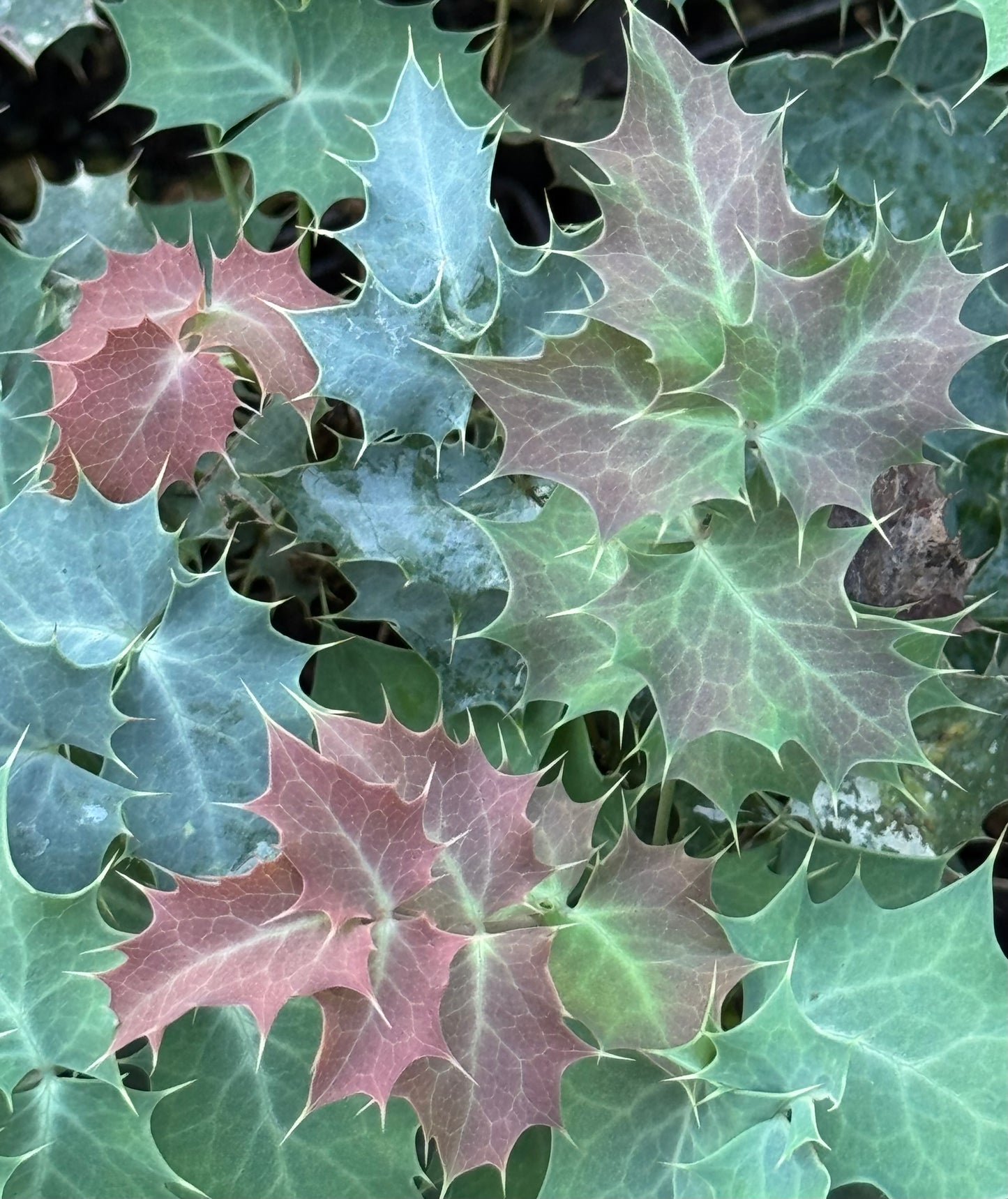 Mahonia fremontii 21.0212