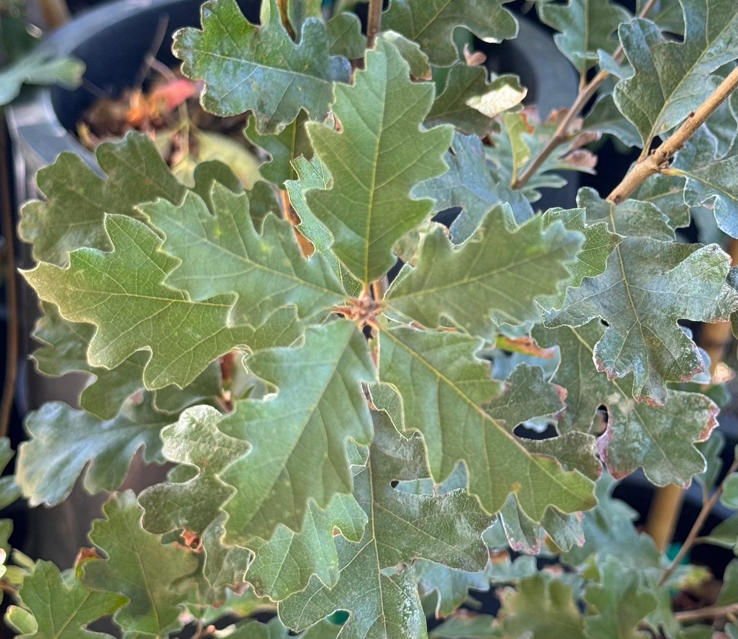 *RETAIL - Quercus lobata