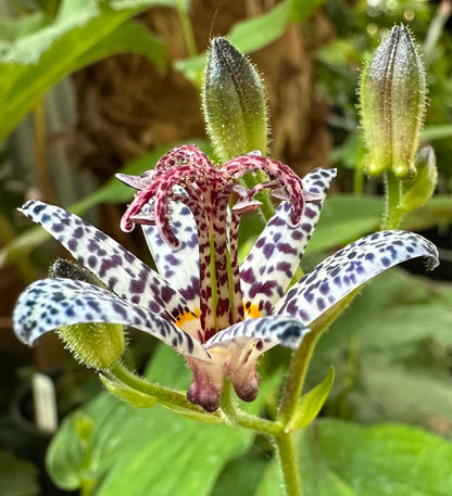 *RETAIL - Tricyrtis formosana 'Dark Beauty'