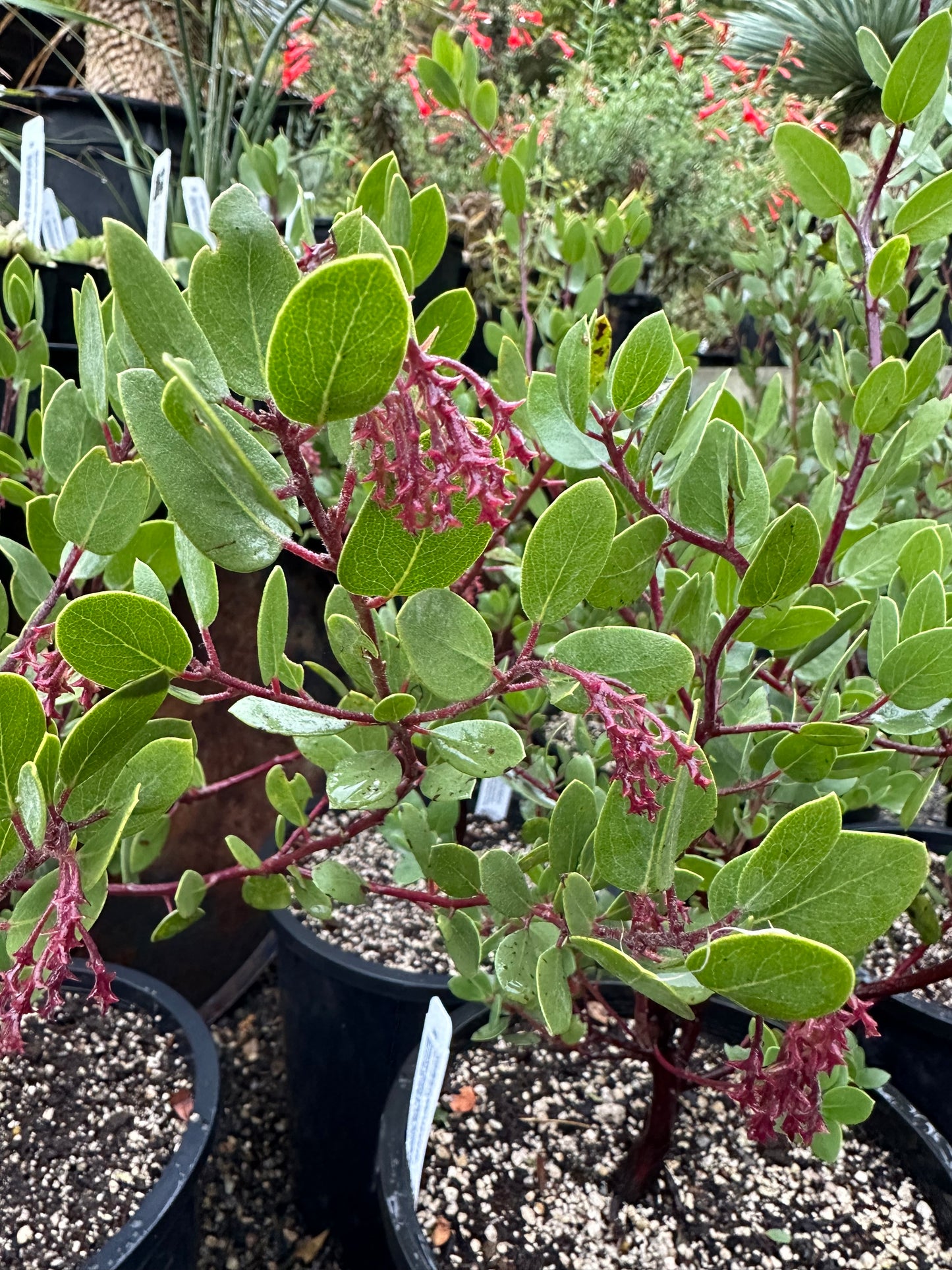 *RETAIL - Arctostaphylos bakeri 'Louis Edmunds'