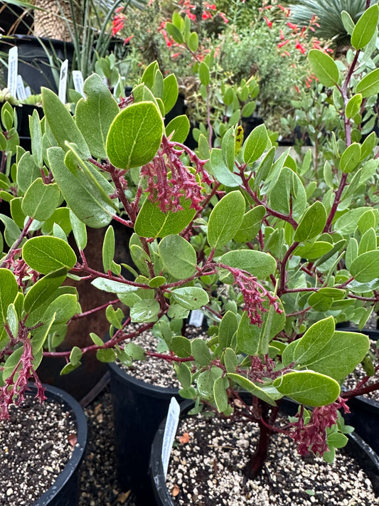 *RETAIL - Arctostaphylos bakeri 'Louis Edmunds'