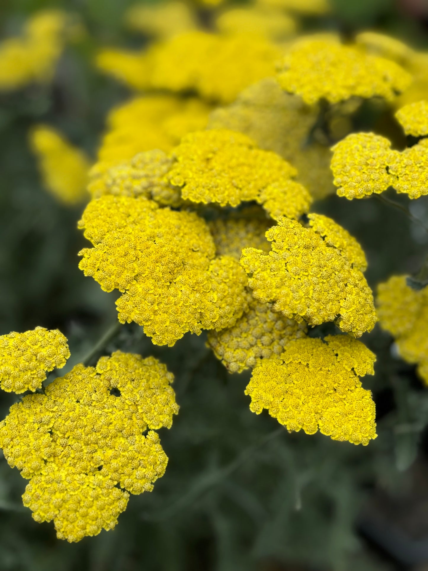 *RETAIL - Achillea 'Moonshine'