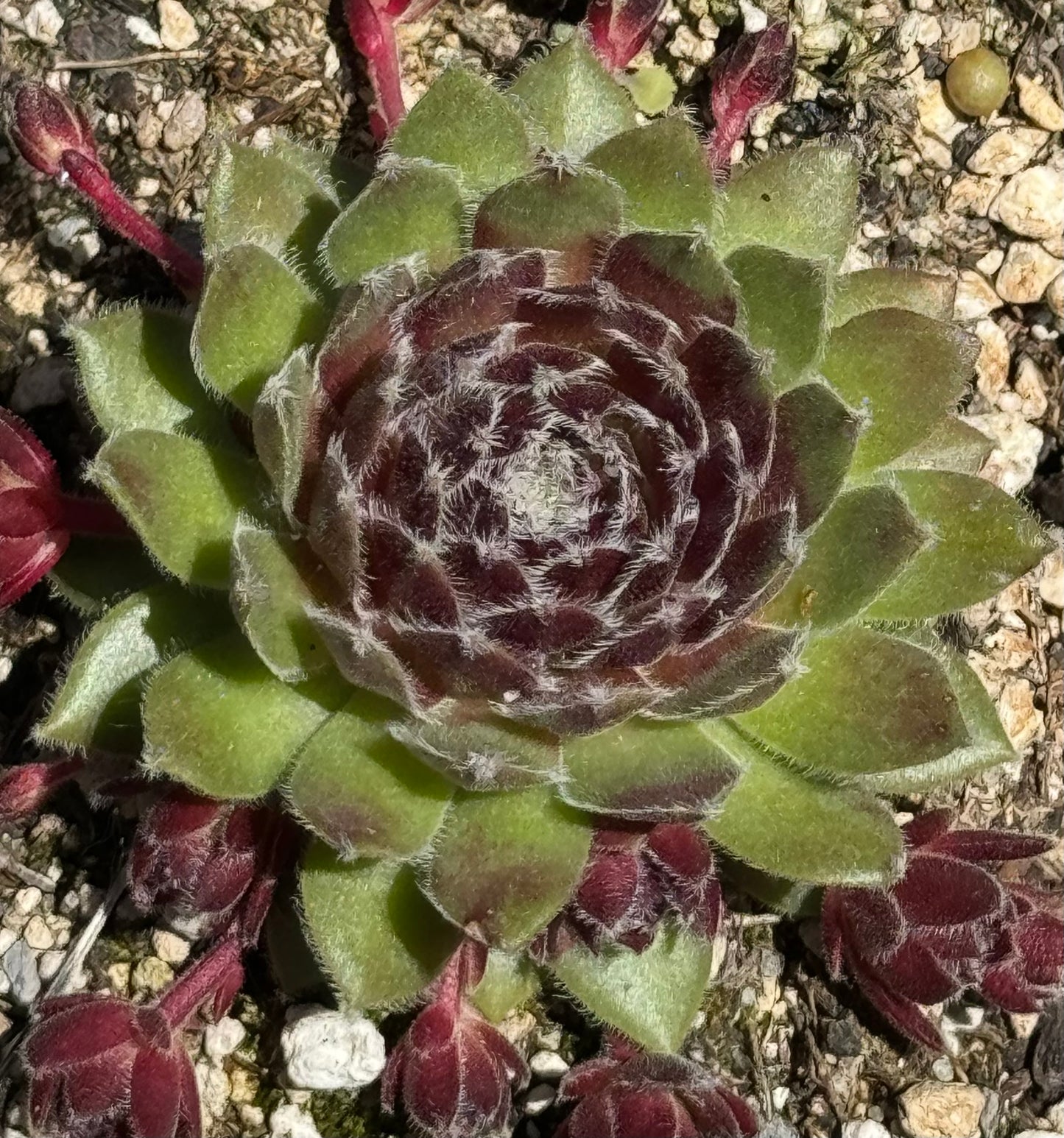 *RETAIL - Sempervivum 'Pacific Red Tide'
