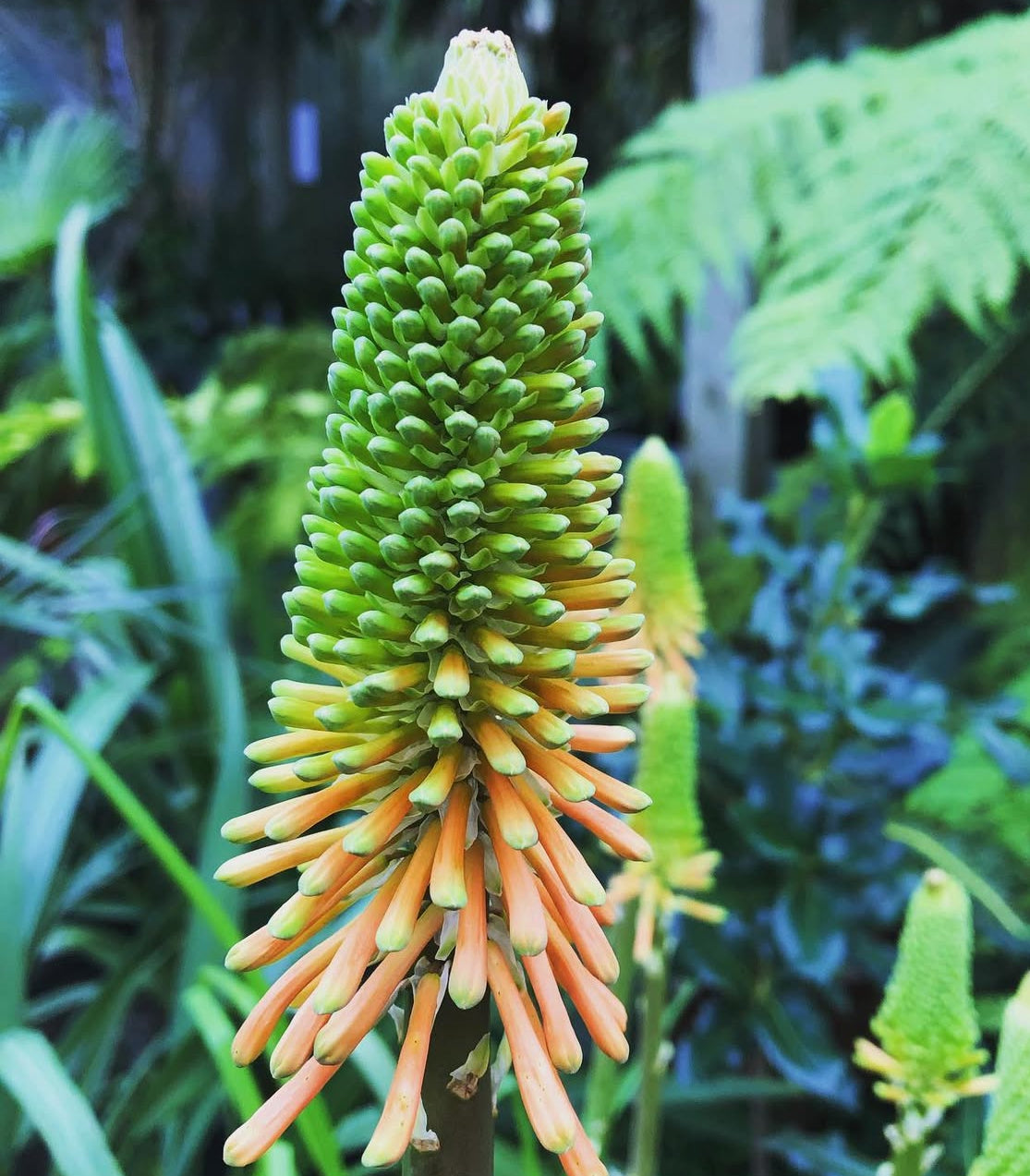 *RETAIL - Kniphofia 'Christmas Cheer'
