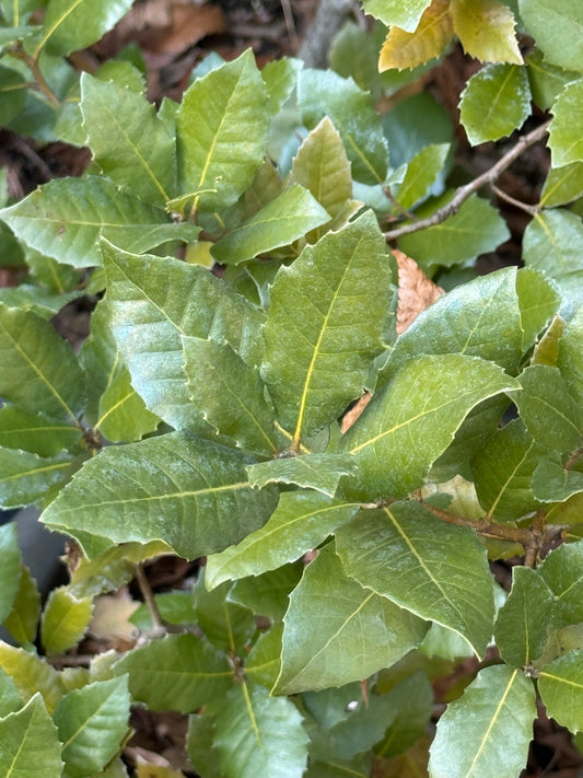 *RETAIL - Quercus ilex