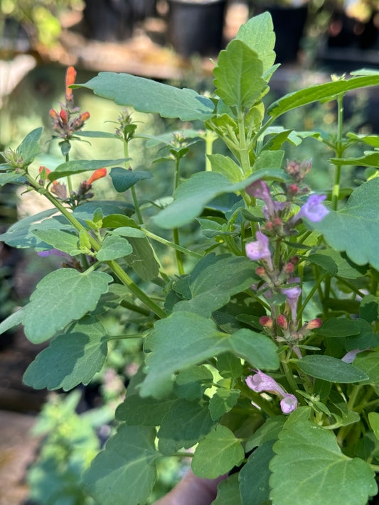 *RETAIL - Agastache ‘Arizona™ Sunset’