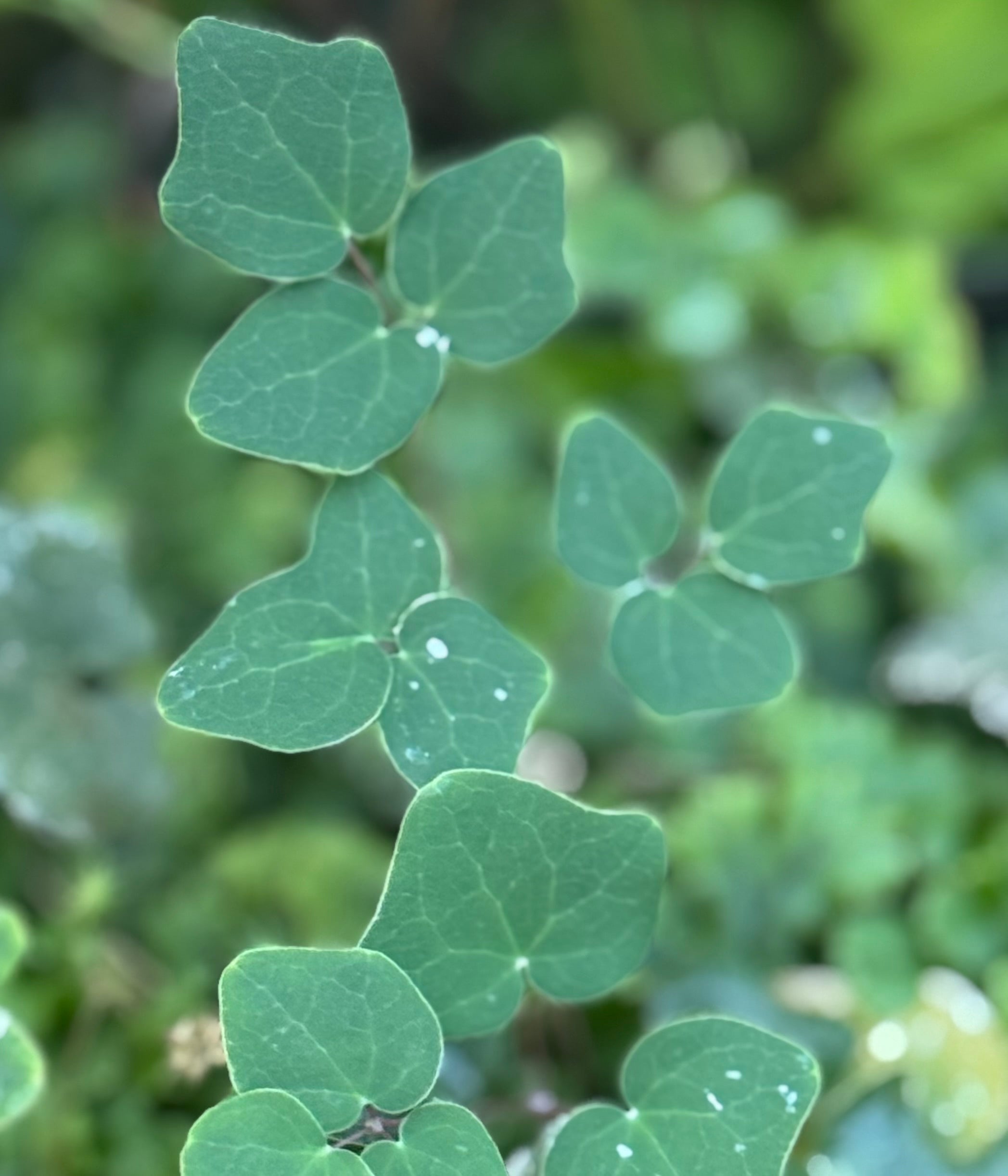 Vancouveria chrysantha