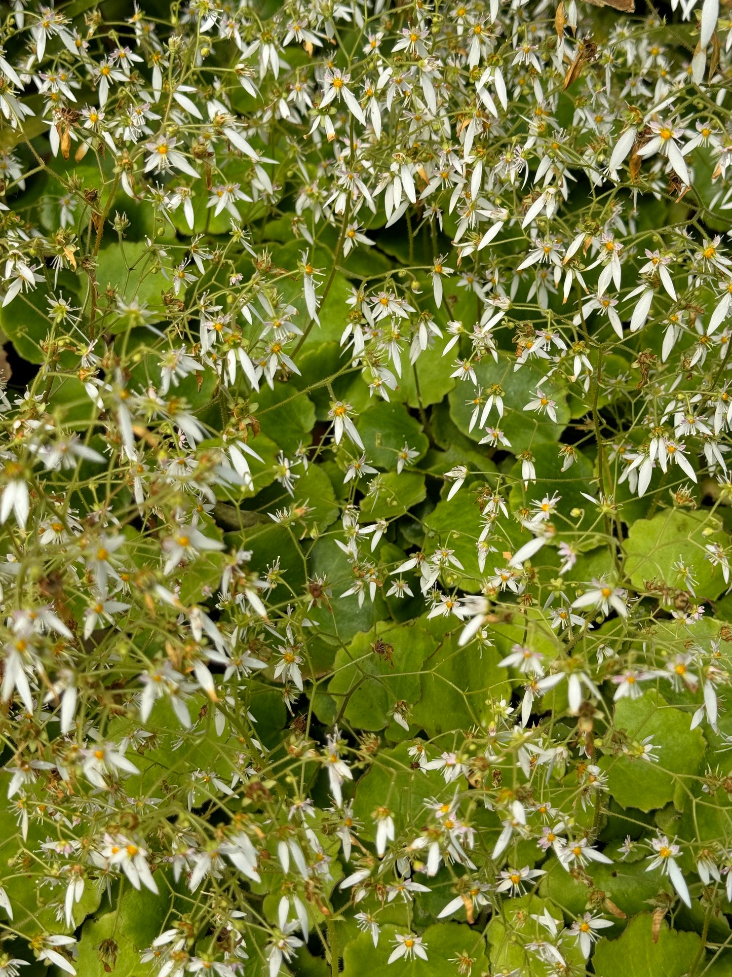 *RETAIL - Saxifraga veitchiana