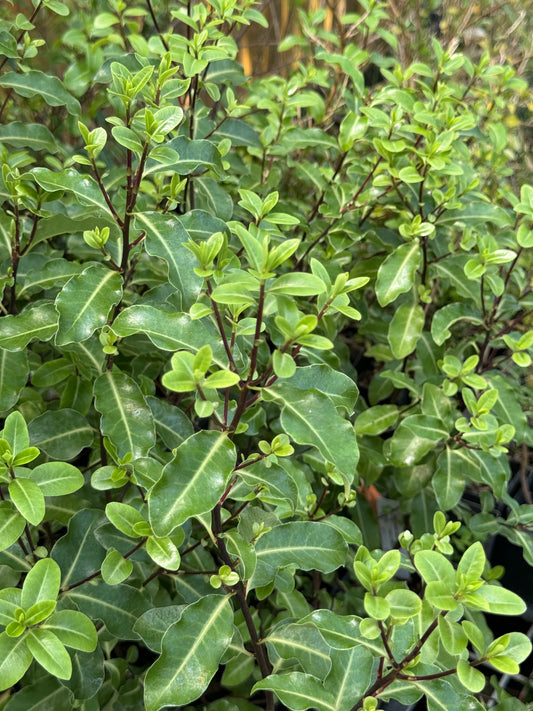 Pittosporum tenuifolium