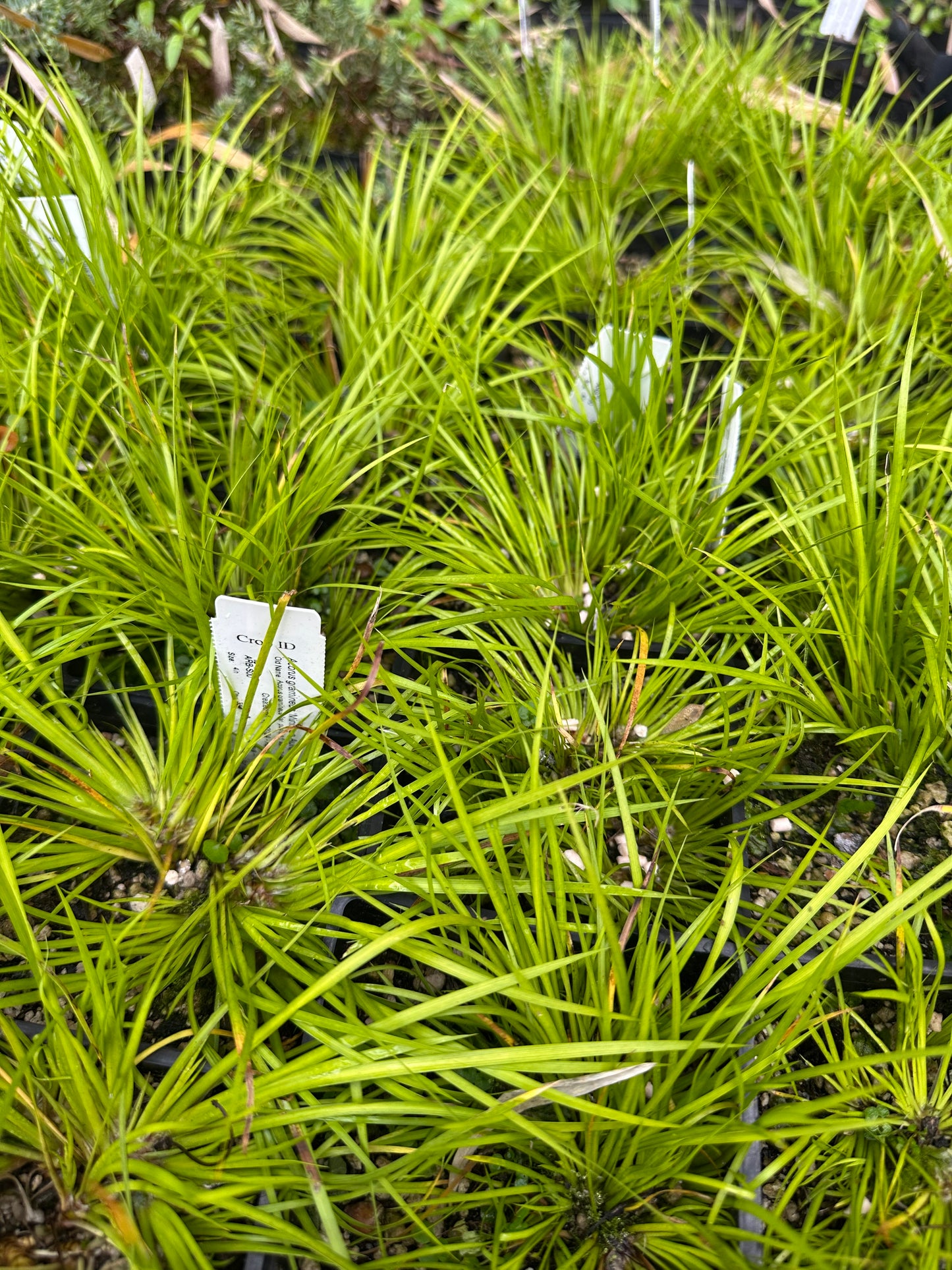 *RETAIL - Acorus gramineus 'Minimus Aureus'