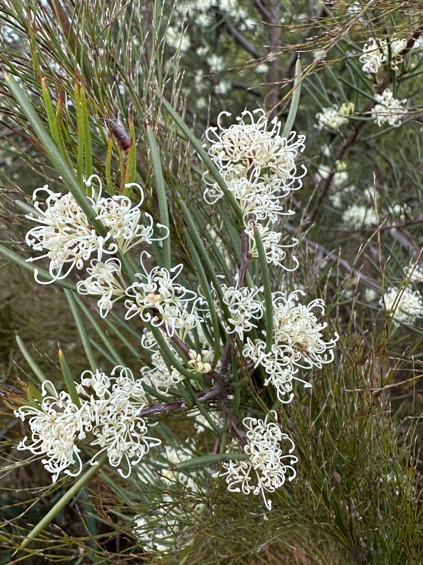 *RETAIL - Hakea lissosperma