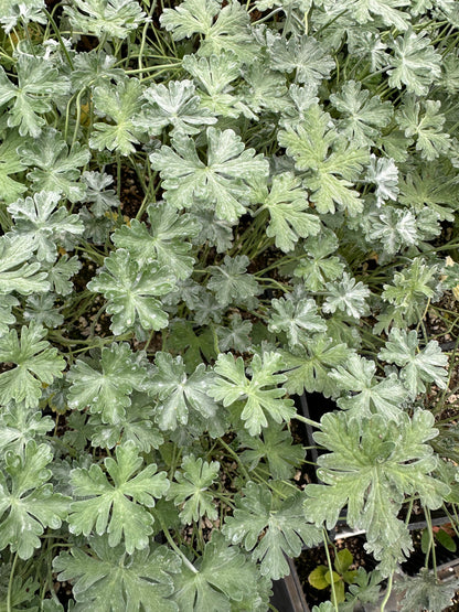 Geranium harveyi