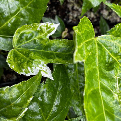 Fatsia japonica ‘Tsumugi Shibori’