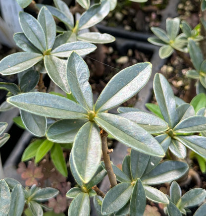 Daphne tangutica