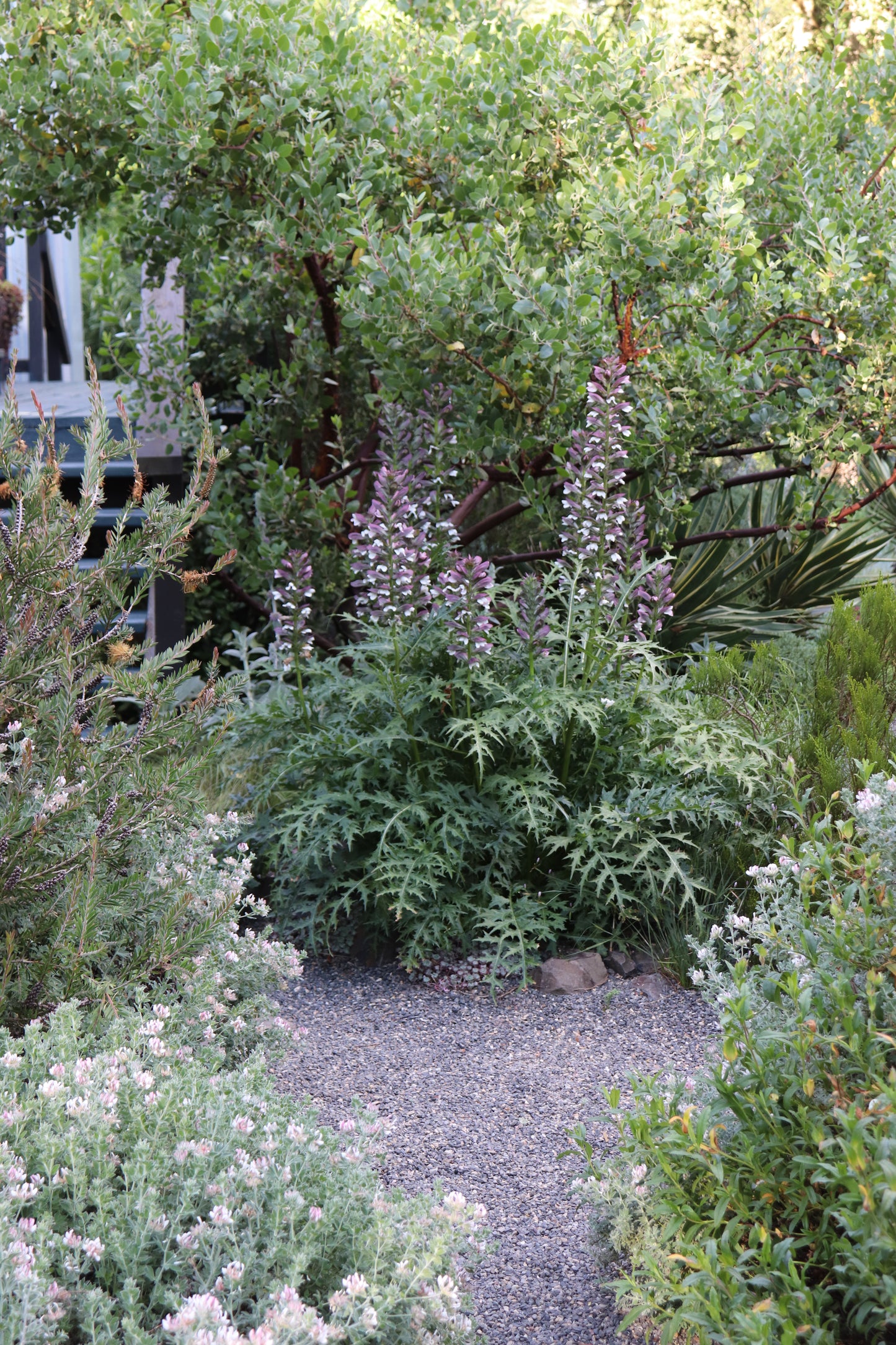 *RETAIL - Acanthus spinosus