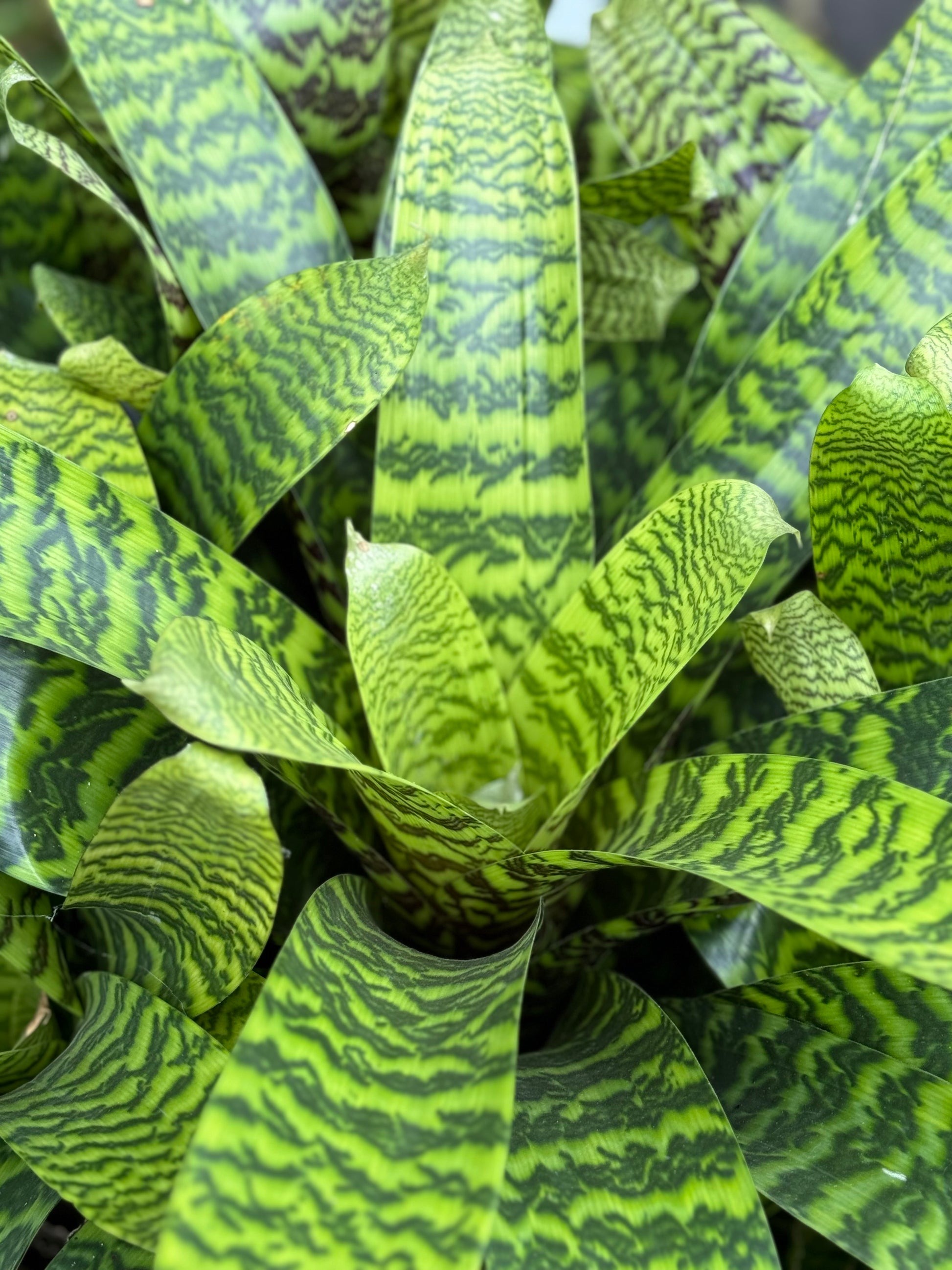 bromeliad snake plant RETAIL