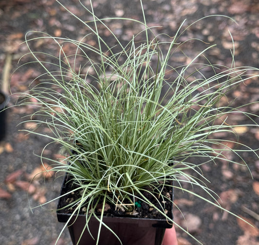 *RETAIL - Carex comans 'Frosted Curls'