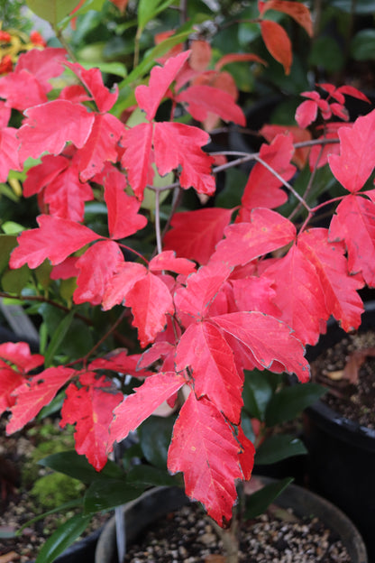 *RETAIL - Acer griseum