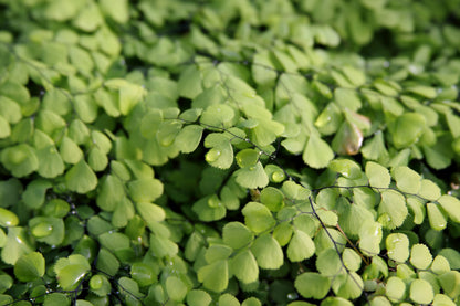 Adiantum venustum