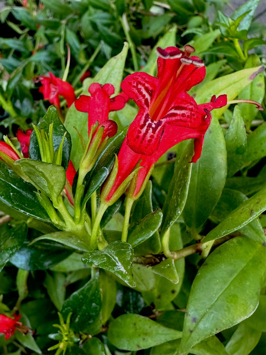 Aeschynanthus garrettii