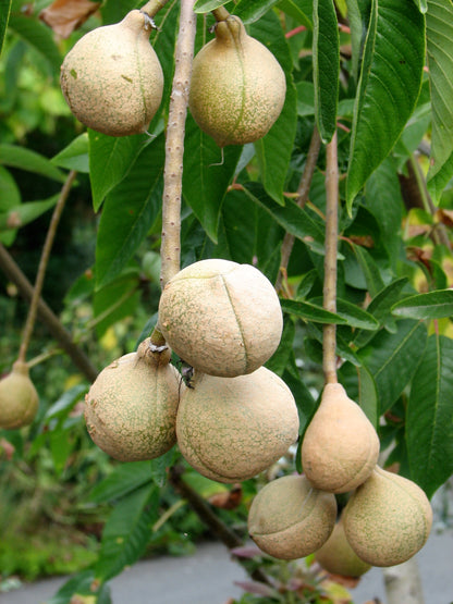 *RETAIL - Aesculus californica