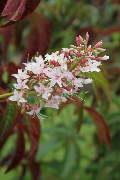 *RETAIL - Aesculus californica