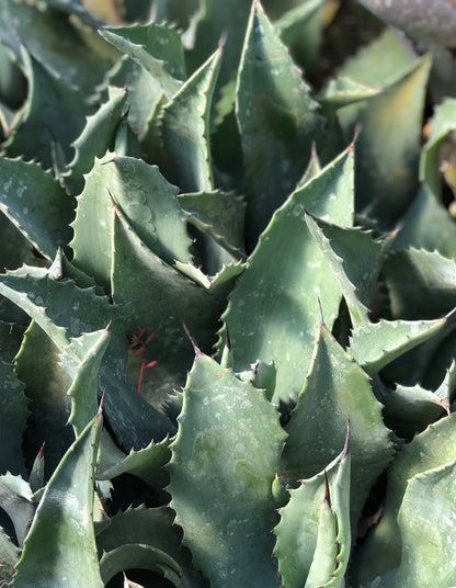 Agave 'Mr Ripple'