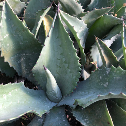 *RETAIL - Agave 'Mr Ripple'