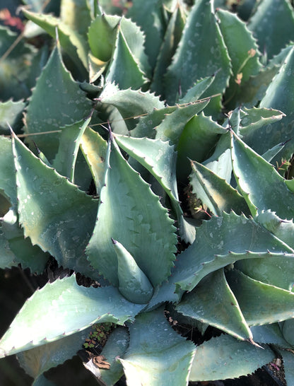 *RETAIL - Agave 'Mr Ripple'