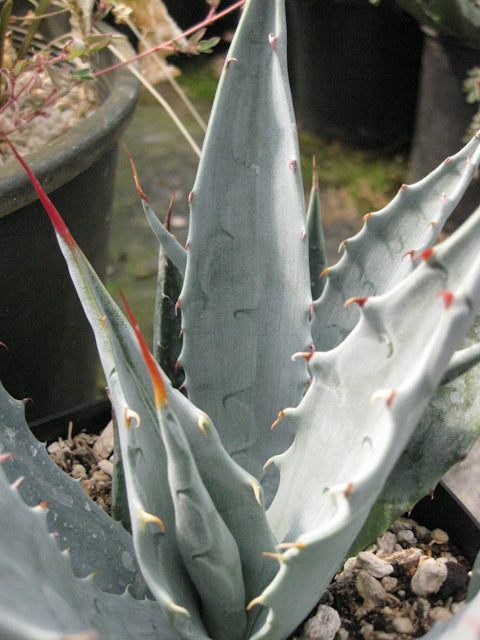 *RETAIL - Agave chrysantha – Cistus Nursery