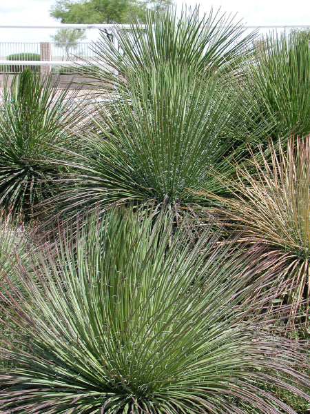 *RETAIL - Agave Geminiflora – Cistus Nursery